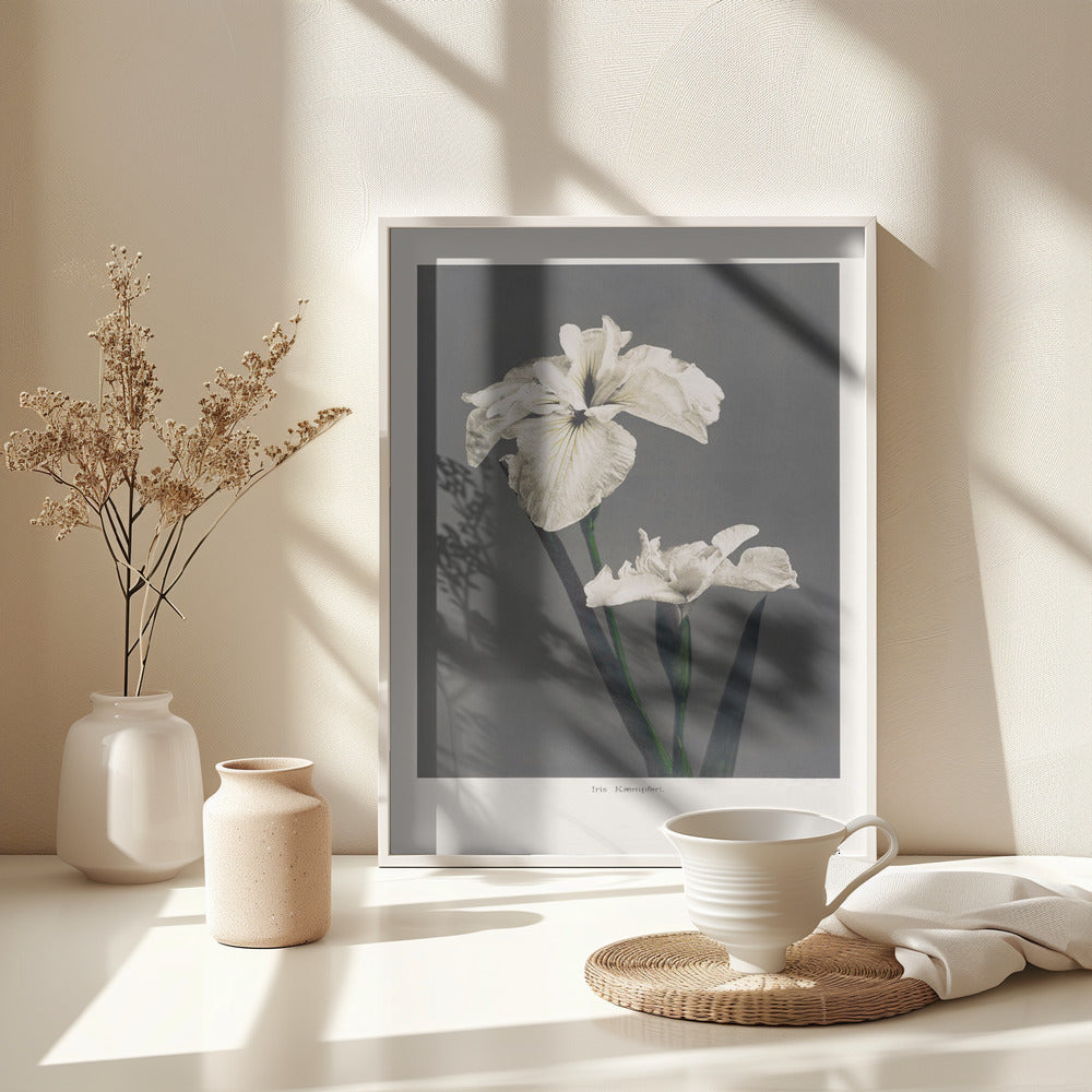 Fine Art Print, Iris Kæmpferi