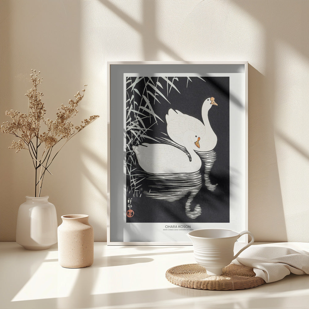 Fine Art Print, White Chinese Geese Swimming by Reeds