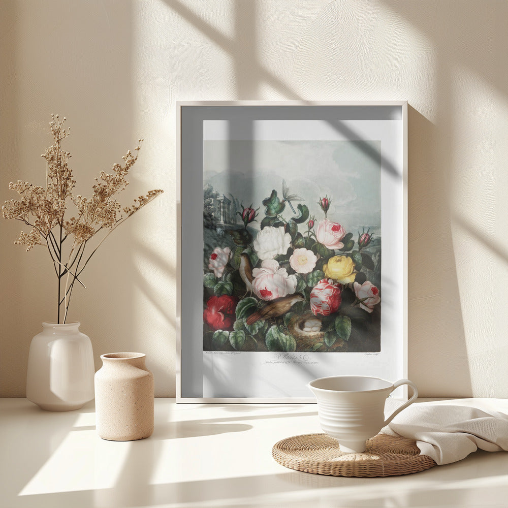 Fine Art Print, Roses from The Temple of Flora (1807)