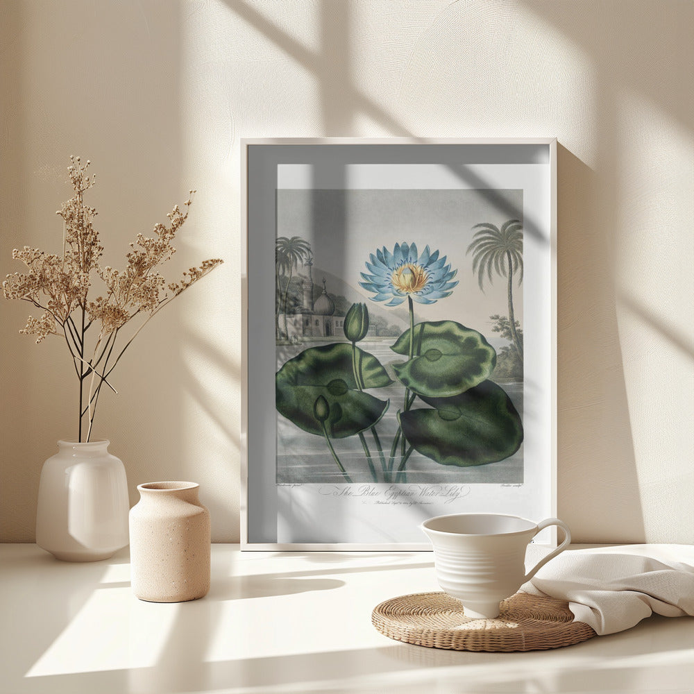 Fine Art Print, The Blue Egyptian Water-Lily from The Temple of Flora (1807)