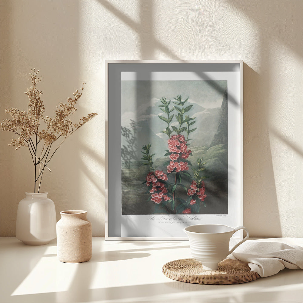 Fine Art Print, The Narrow–Leaved Kalmia from The Temple of Flora (1807)