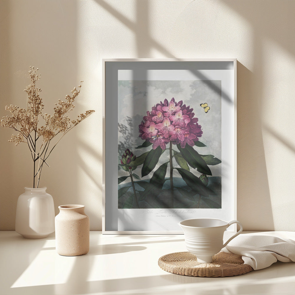 Fine Art Print, The Pontic Rhododendron from The Temple of Flora (1807)