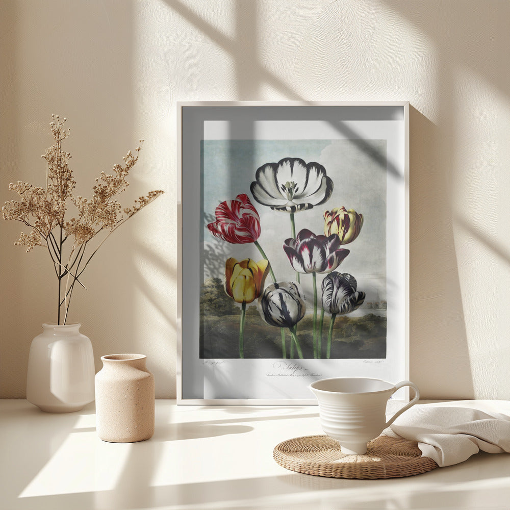 Fine Art Print, Tulips from The Temple of Flora (1807)