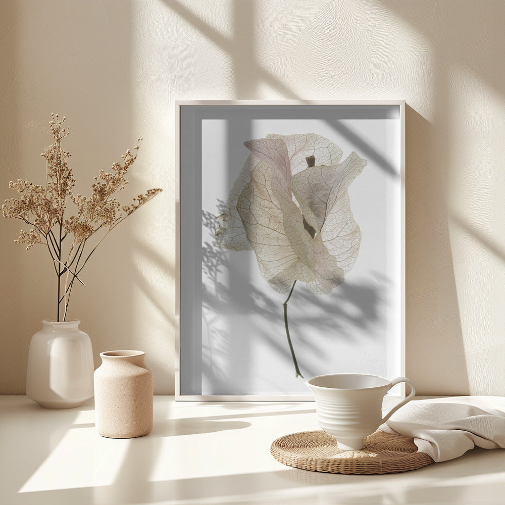 Fine Art Print, Bougainvillea Study No1