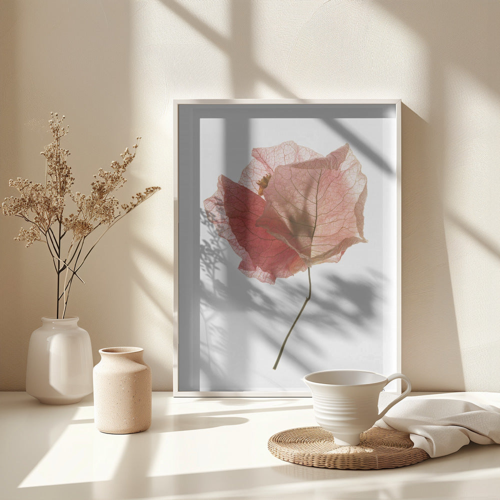 Fine Art Print, Bougainvillea Study No2