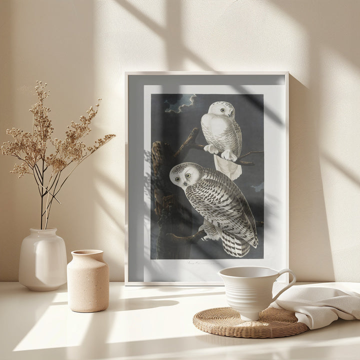 Fine Art Print, Snowy Owl From Birds of America (1827)