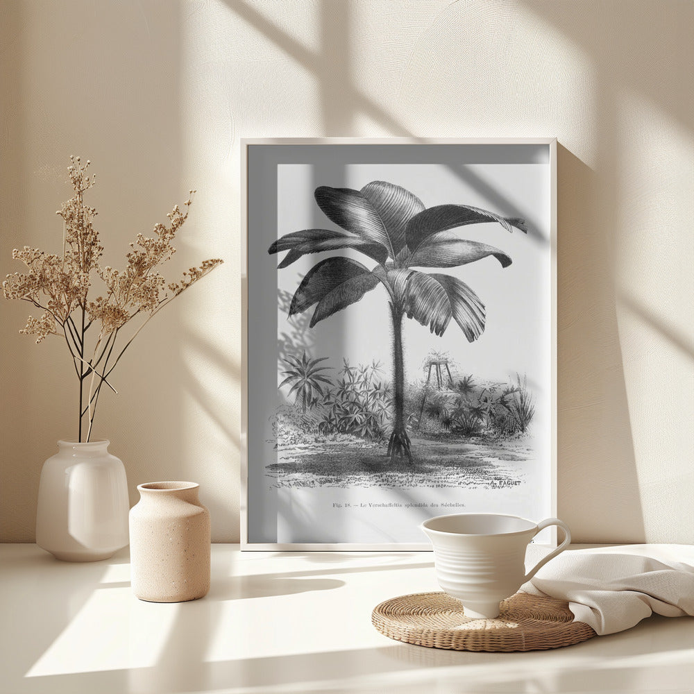 Fine Art Print, Vintage Palm Tree Drawing Iii