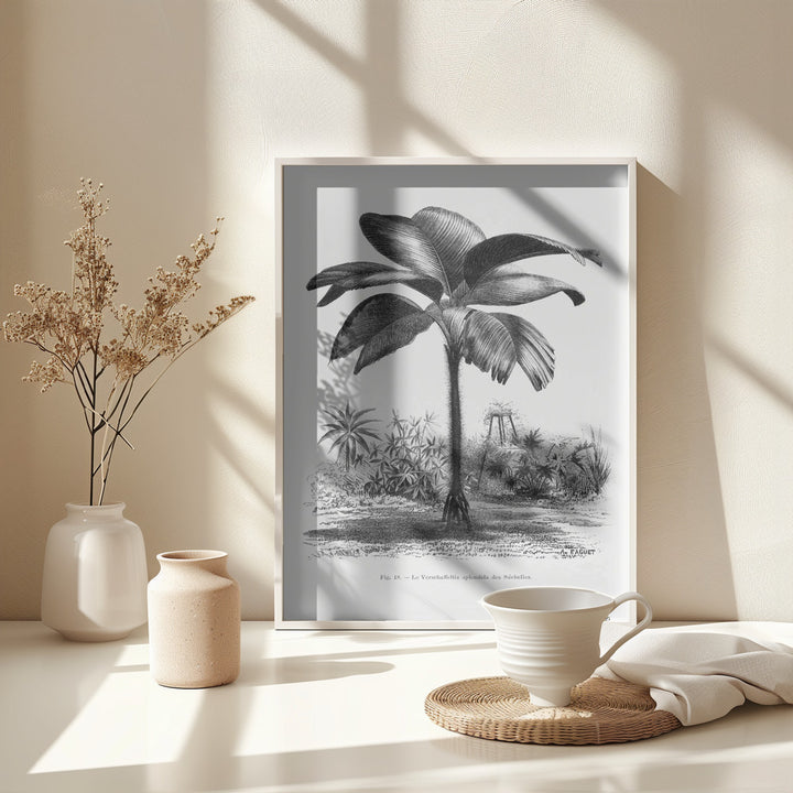 Fine Art Print, Vintage Palm Tree Drawing Iii