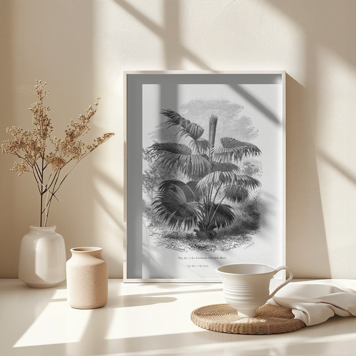 Fine Art Print, Vintage Palm Tree Drawing Xii