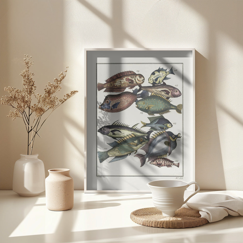 Fine Art Print, Exotic Fish (1767) By J V Schley