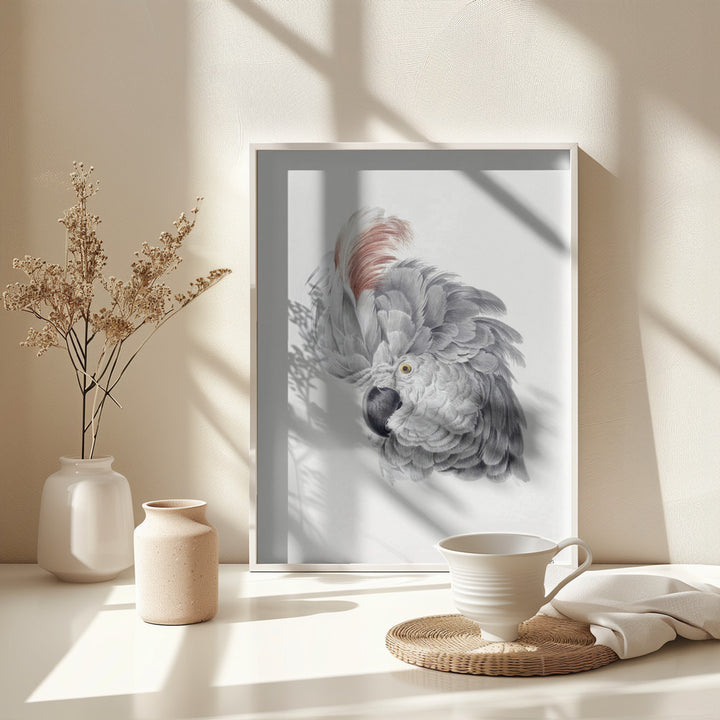 Fine Art Print, Cockatoo Head