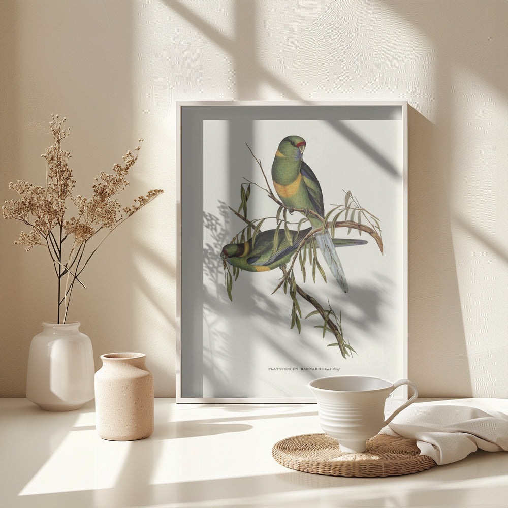 Fine Art Print, Black Tailed Parakeet