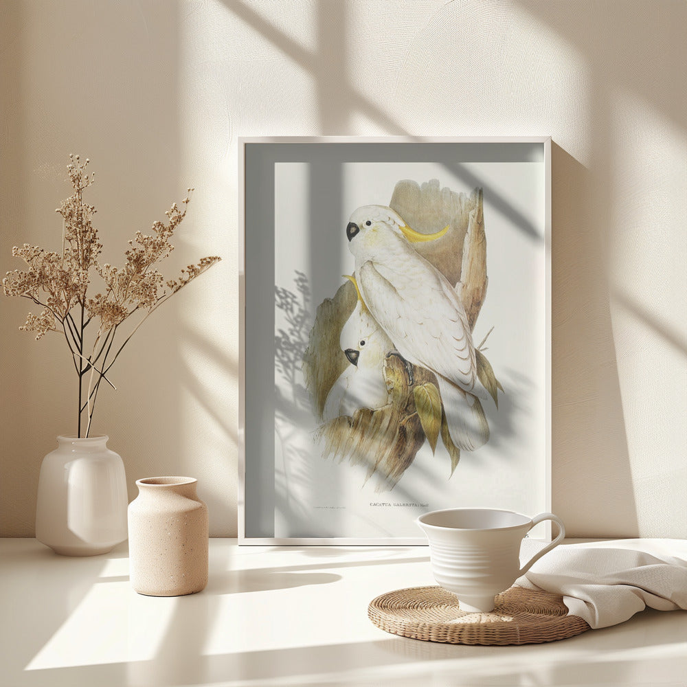 Fine Art Print, Crested Cockatoo