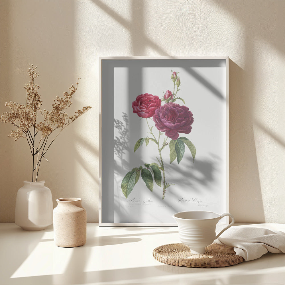 Fine Art Print, Purple French Rose, Les Roses (1817–1824)