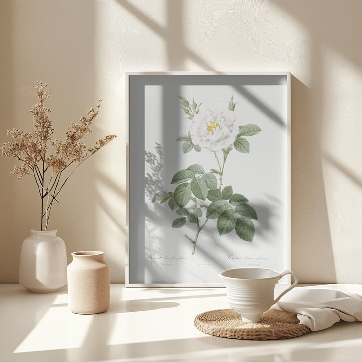 Fine Art Print, Rosa Alba Flore Pleno, Les Roses (1817–1824)