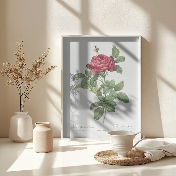 Fine Art Print, Rosa Gallica Pontiana, Les Roses (1817–1824)