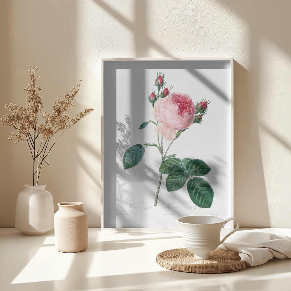 Fine Art Print, Rosier a Cent Feuilles, From Les Roses