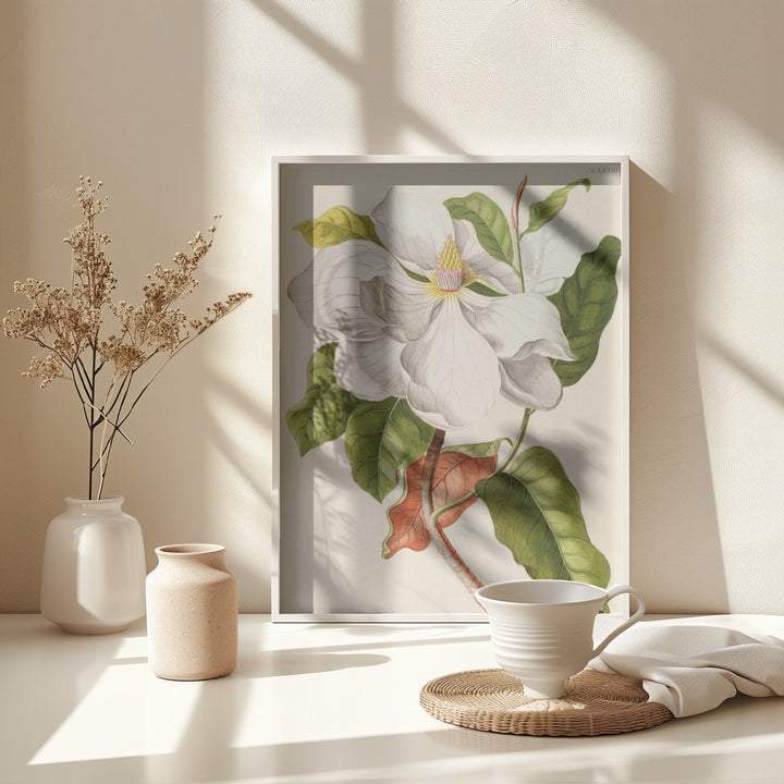 Fine Art Print, Magnolia