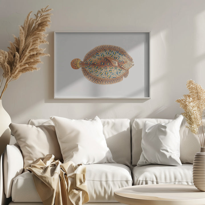 Fine Art Print, Argus Flounde