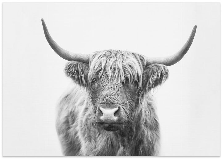 Fine Art Print, Highland Bull