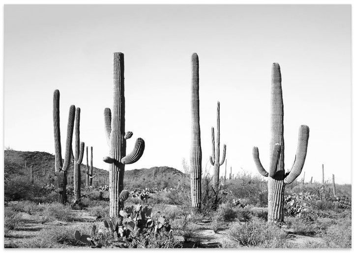 Fine Art Print, Grey Cactus Land