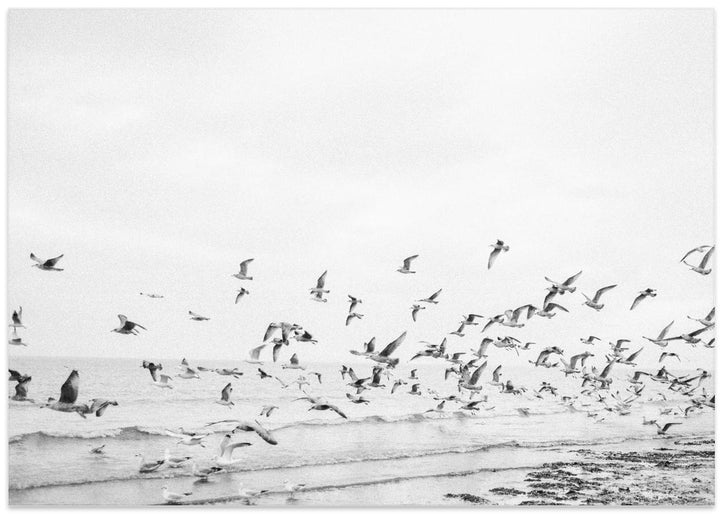 Fine Art Print, Seagulls - Coastal black and white