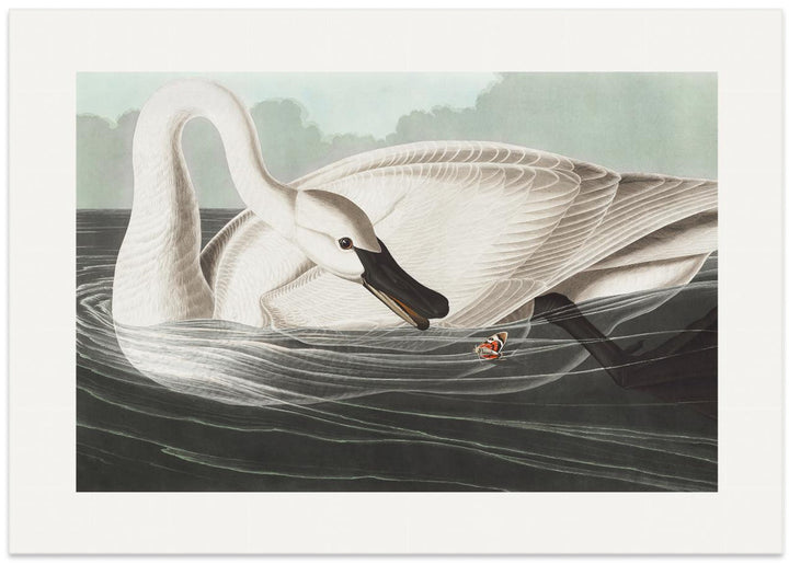 Fine Art Print, Trumpeter Swan From Birds of America (1827)