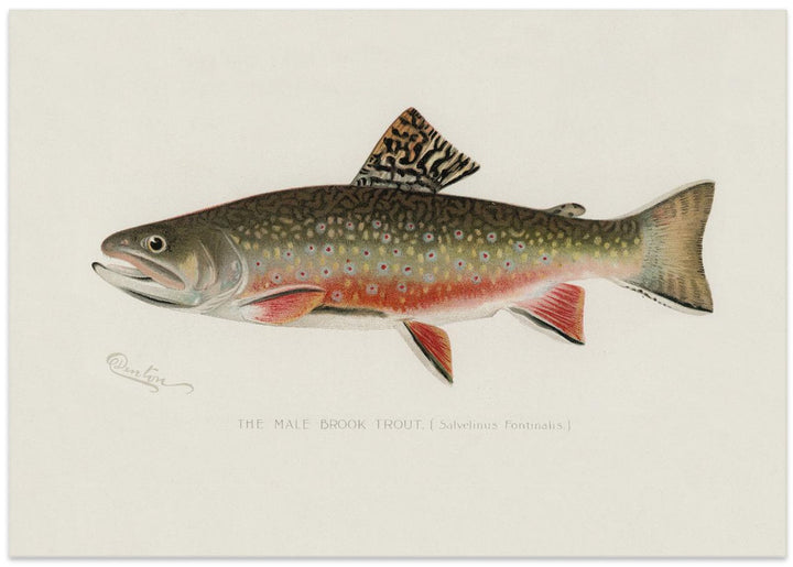 Fine Art Print, Male Brook Trout