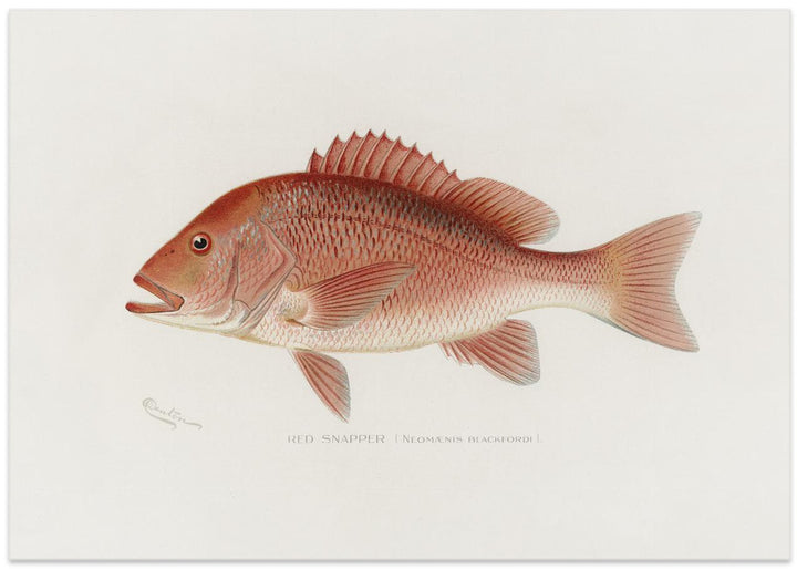 Fine Art Print, Red Snapper