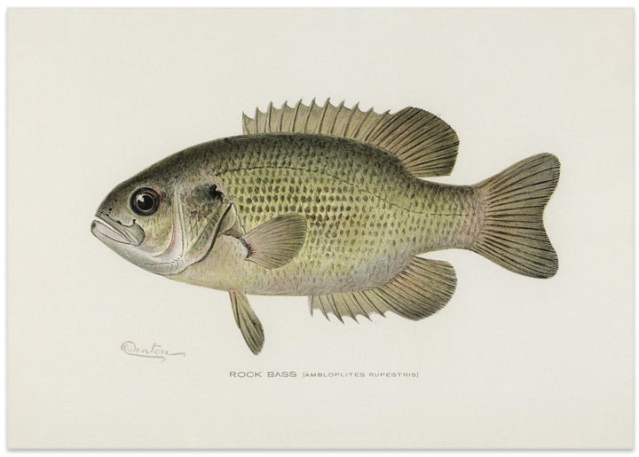 Fine Art Print, Rock Bass (ambloplites Rupestris) By Sherman F. Denton (1856 1937)