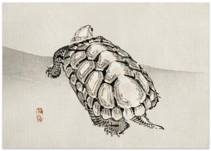 Fine Art Print, Turtle