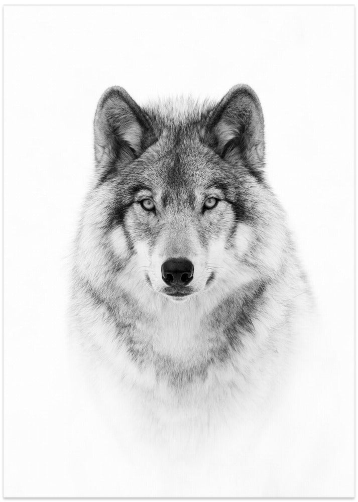 Fine Art Print, Portrait of a Timber Wolf