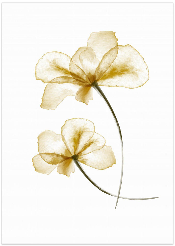 Fine Art Print, Pressed Flowers