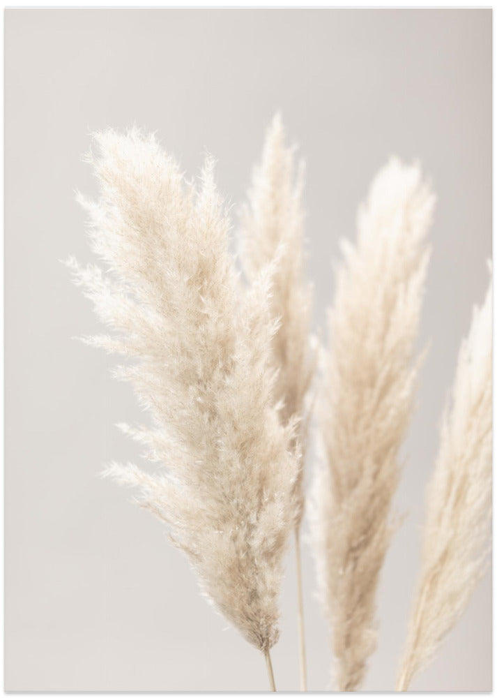 Fine Art Print, Pampas Grass Grey 02