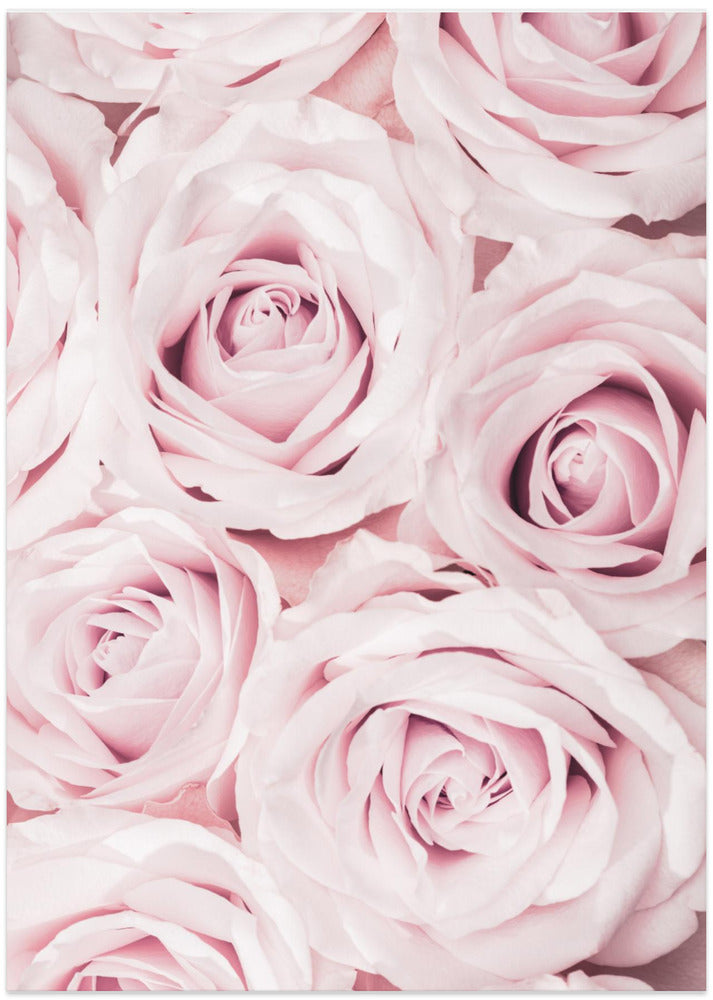 Fine Art Print, Pink Roses No 02