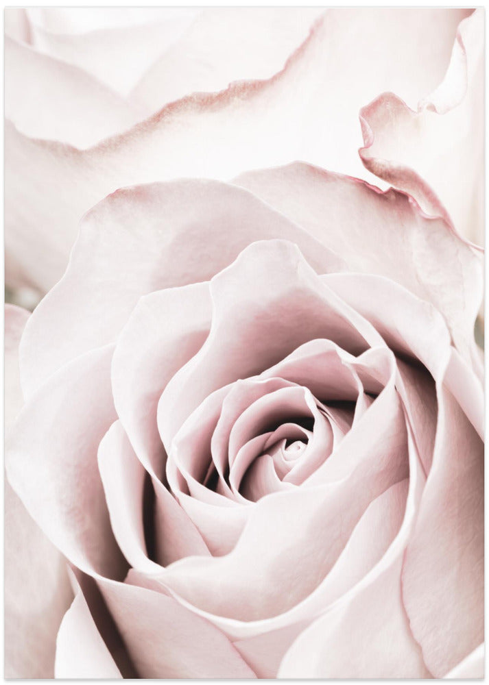 Fine Art Print, Pink Rose No 05