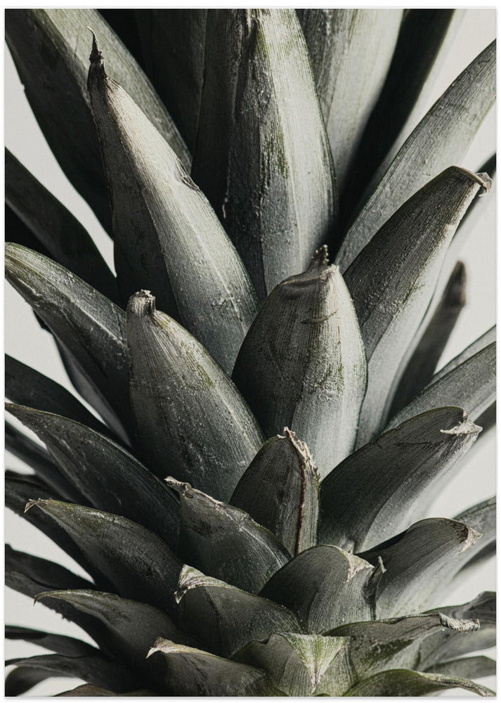 Fine Art Print, Pineapple close up