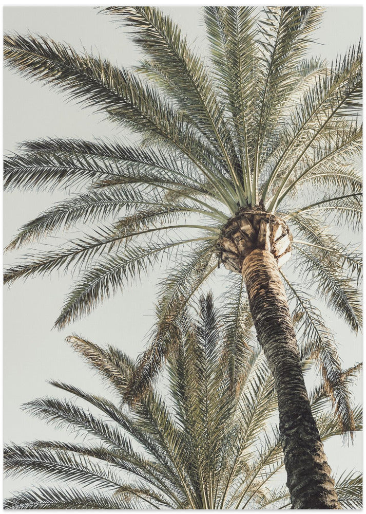 Fine Art Print, Palm_005