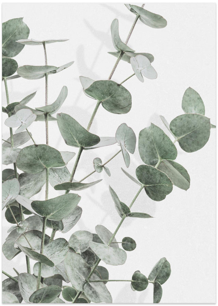 Fine Art Print, Eucalyptus_003