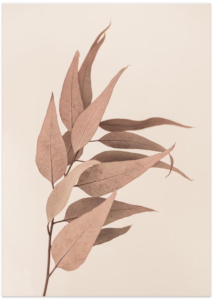 Fine Art Print, Dried Eucalyptus