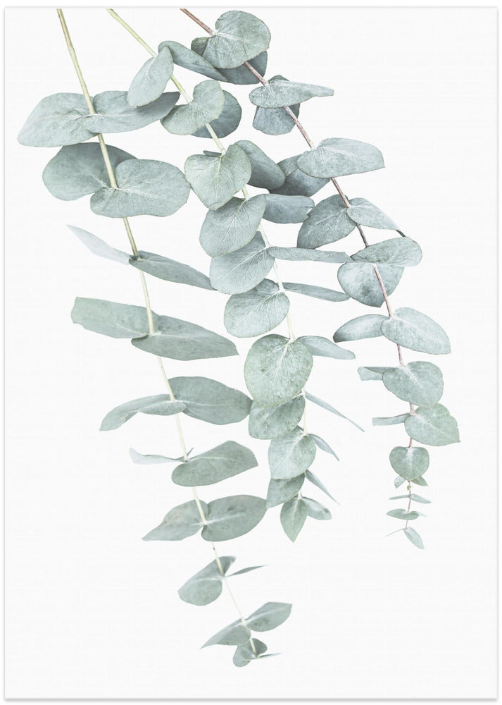 Fine Art Print, Eucalyptus I