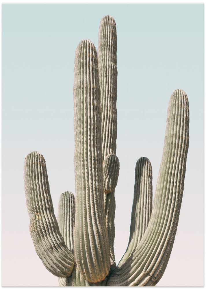 Fine Art Print, Saguaro