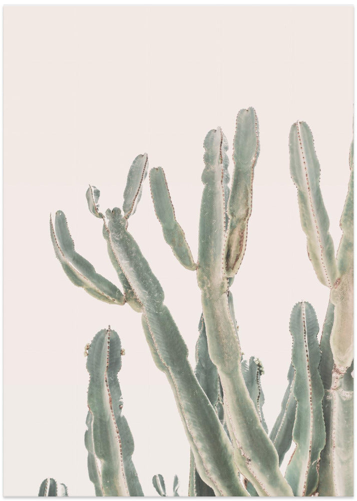 Fine Art Print, Sunrise Cactus