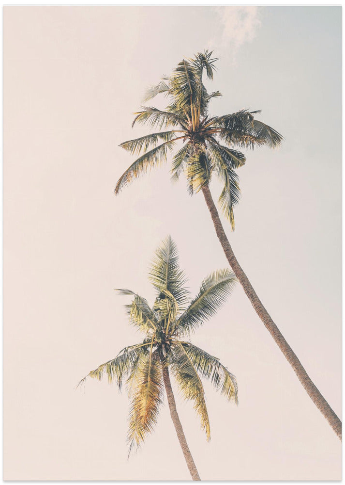 Fine Art Print, Tropical Palms