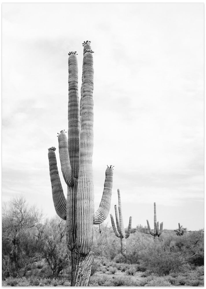 Fine Art Print, Saguaro B&amp;W