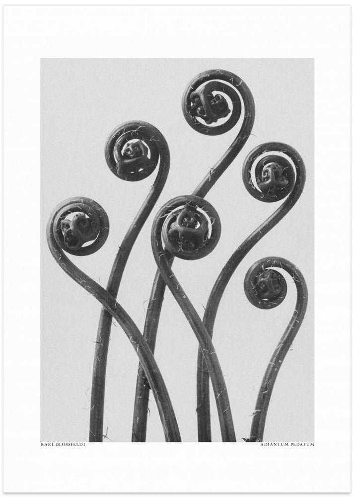 Fine Art Print, Adiantum pedatum