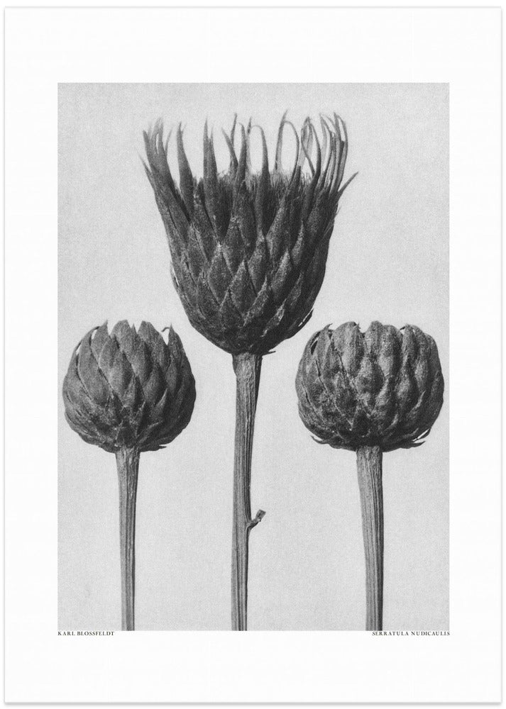 Fine Art Print, Serratula Nudicaulis