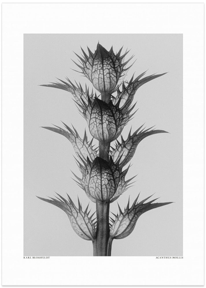 Fine Art Print, Acanthus mollis