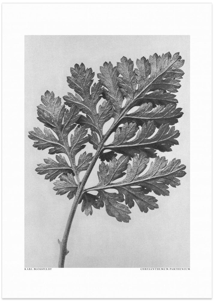 Fine Art Print, Chrysanthemum parthenium