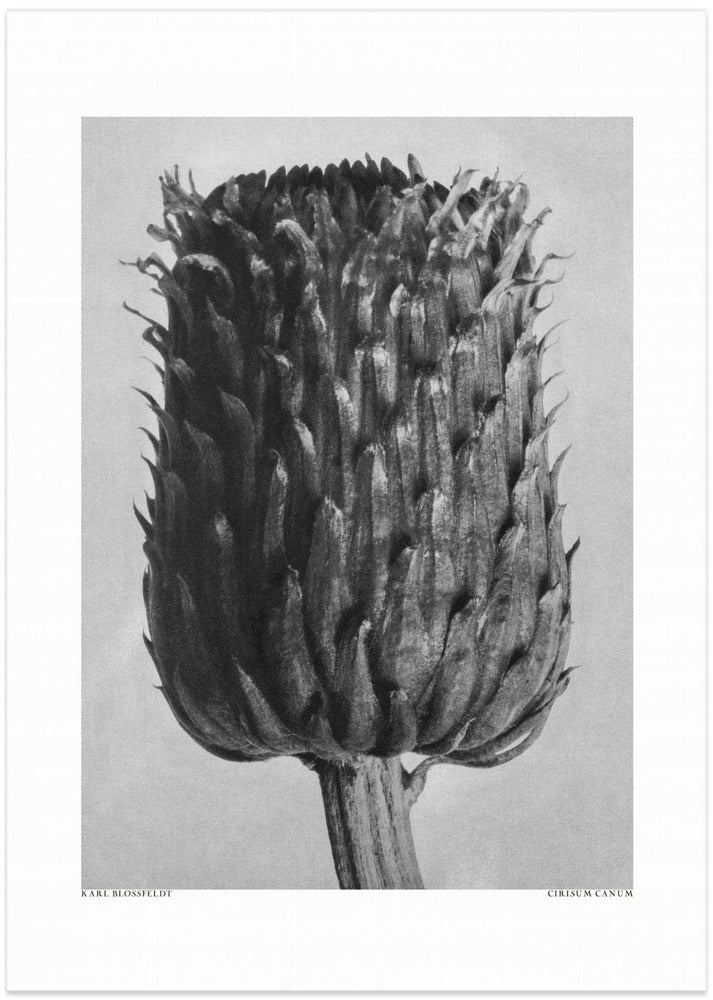 Fine Art Print, Cirsium Canum (Thistle)